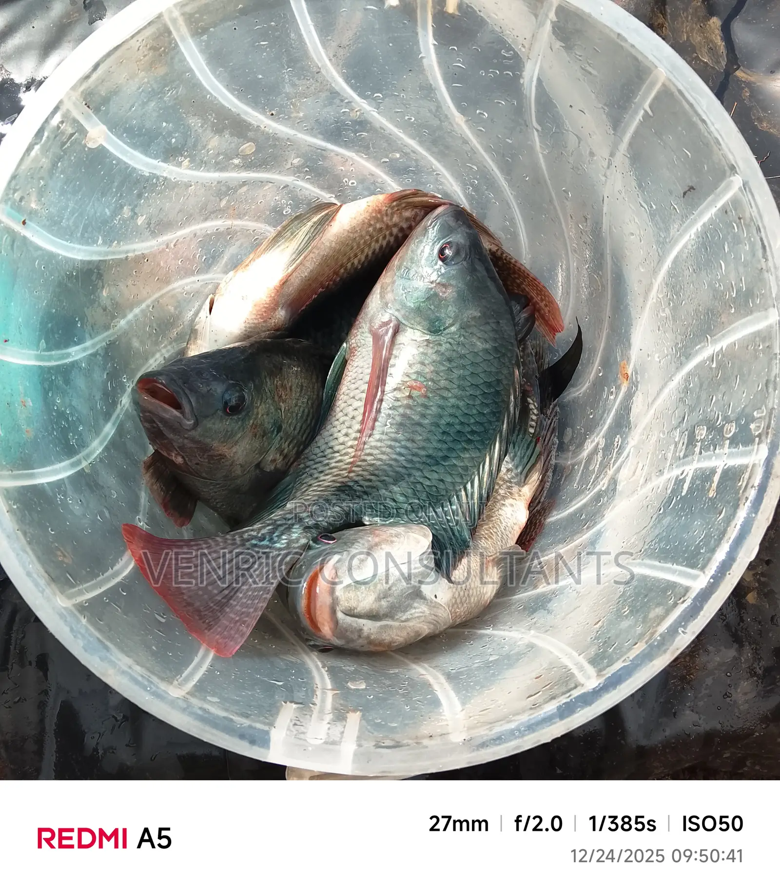 Mature Tilapia Fish