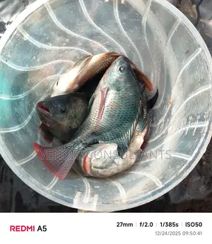 Mature Tilapia Fish
