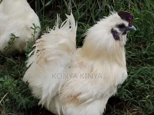 Silkie Bantam Pair