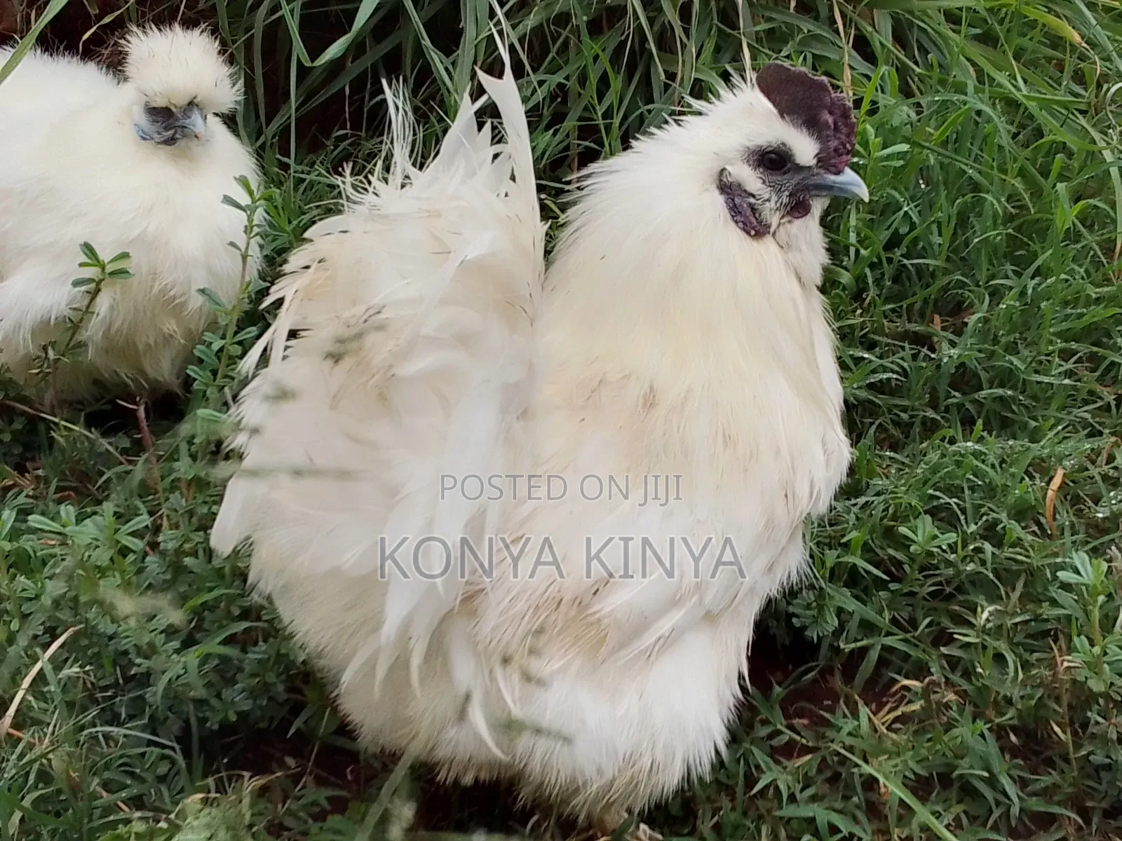 Silkie Bantam Pair