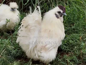 Silkie Bantam Pair