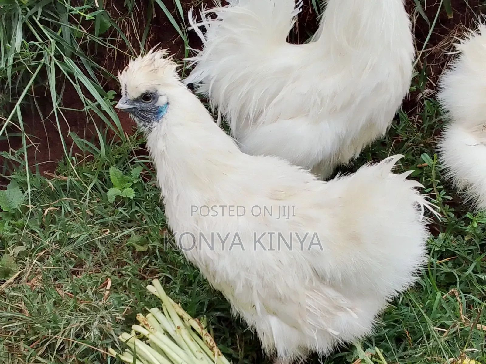 Silkie Bantam Pair