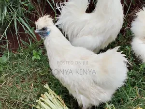 Silkie Bantam Pair