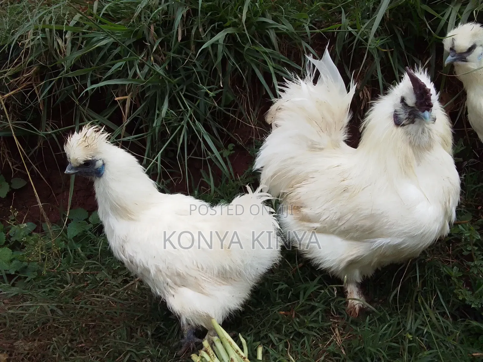 Silkie Bantam Pair