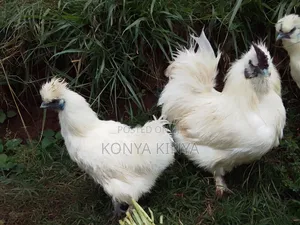Silkie Bantam Pair