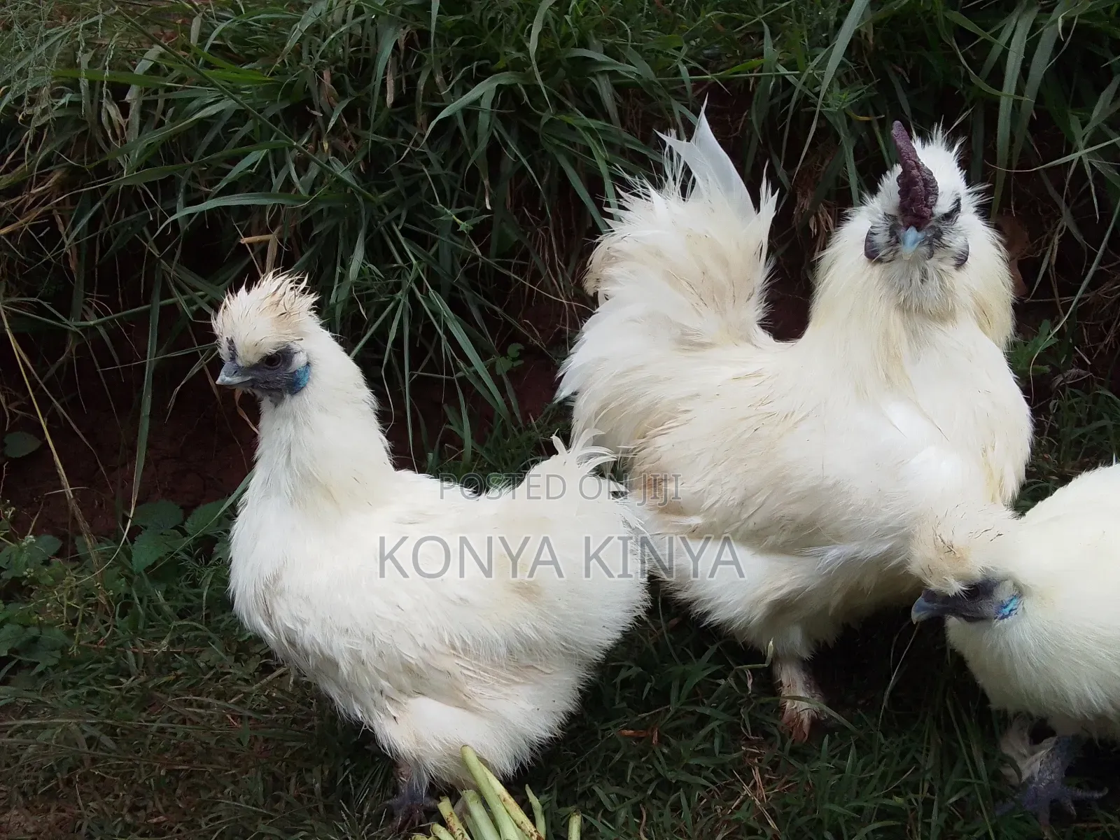 Silkie Bantam Pair