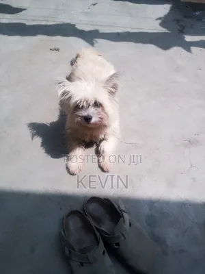 1+ year Female Mixed Breed Maltese
