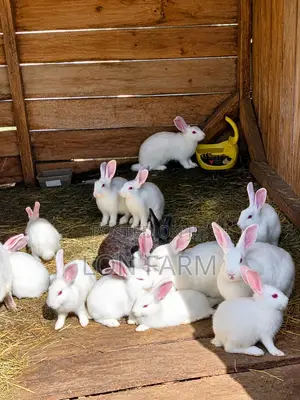 Healthy 3 Month Old Rabbits for Sale Ongata Rongai