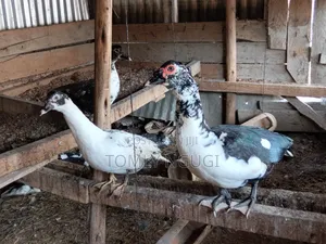 Bata Duck (Kiengei)