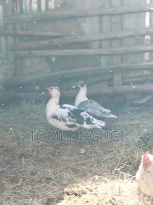 Bata Ducks