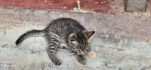 1-3 months Male Mixed Breed American Wirehair