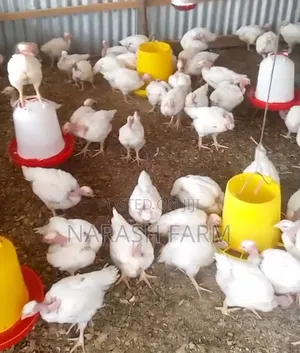 Broilers (Small Breed)