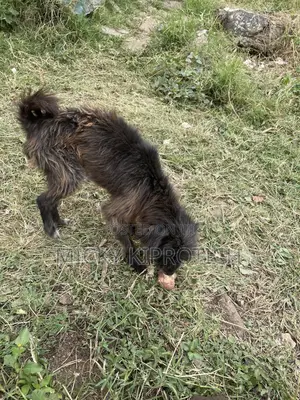 3-6 months Male Purebred Maltese