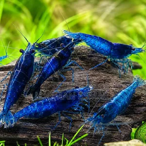 Blue Cherry Shrimps