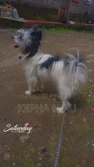 6-12 months Female Purebred Maltese