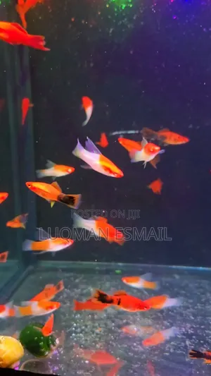 Swordtails Koi