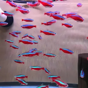 Cardinal Tetras