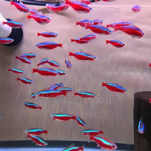 Cardinal Tetras