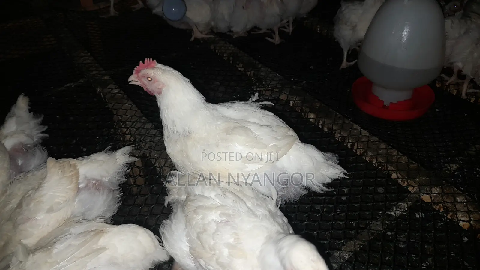 Broilers Kuku