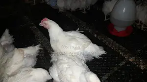 Broilers Kuku