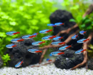 Neon Tetra