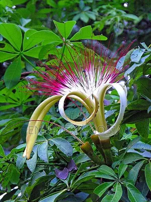 Malabar Chesnut Money Tree Money Plant