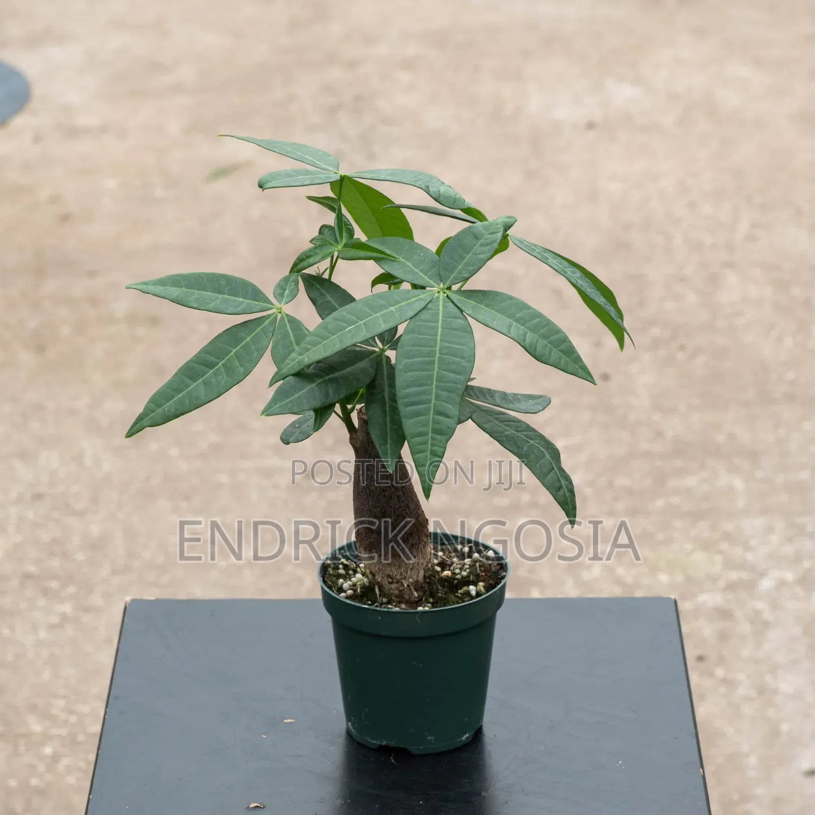Malabar Chesnut Money Tree Money Plant