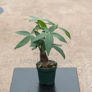Malabar Chesnut Money Tree Money Plant