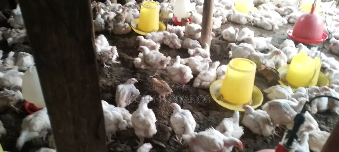 Broiler Chicks