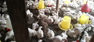 Broiler Chicks
