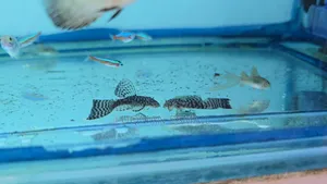 Bristlenose Plecos Longfin