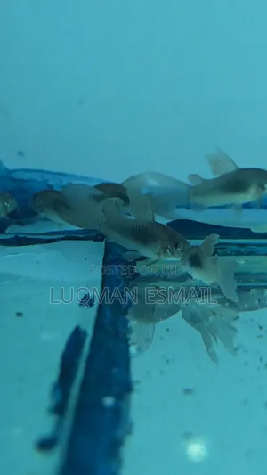 Longfins Corydora