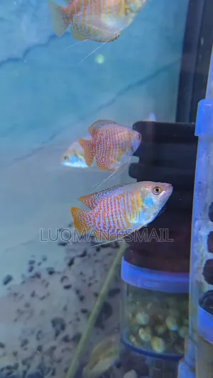 Dwarf Gourami