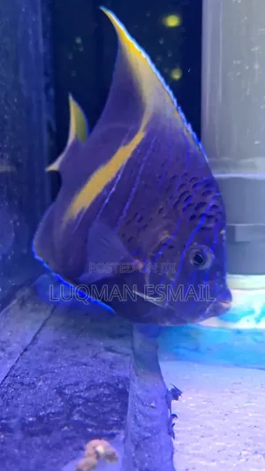 Scribbled Angelfish
