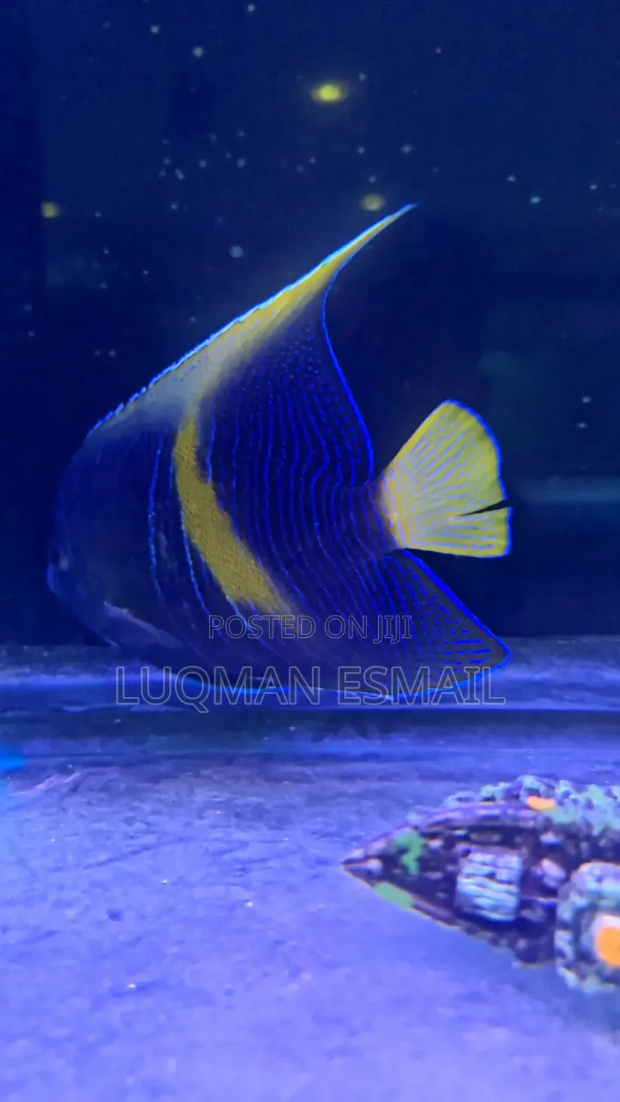 Scribbled Angelfish