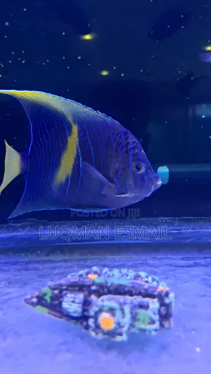 Scribbled Angelfish