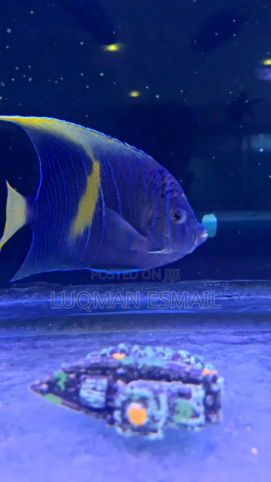 Scribbled Angelfish
