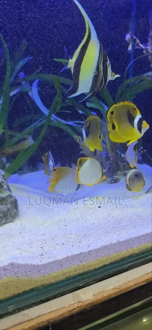 Marine Fish