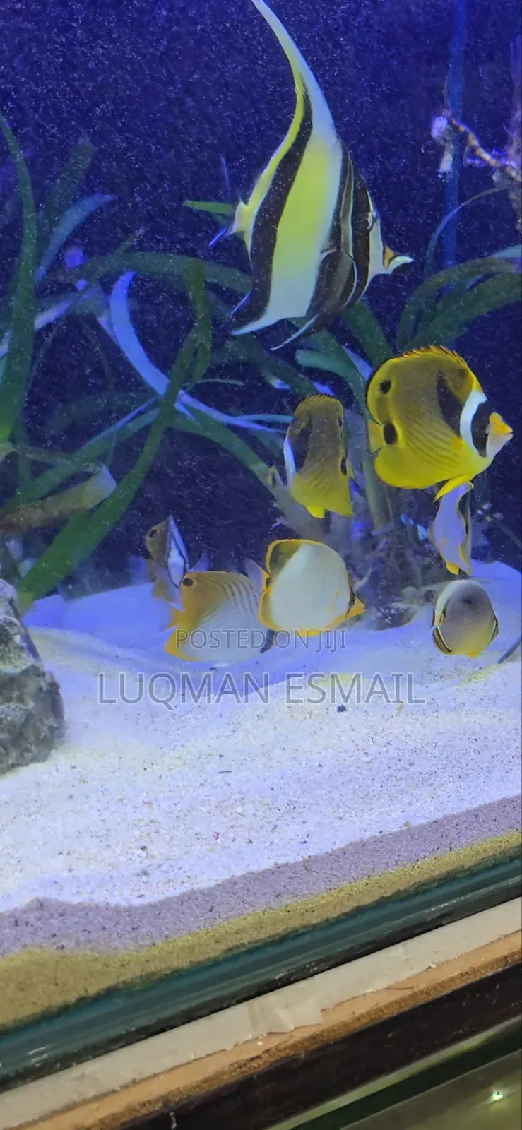 Marine Fish
