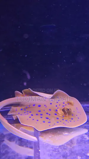 Blue Spotted Ray