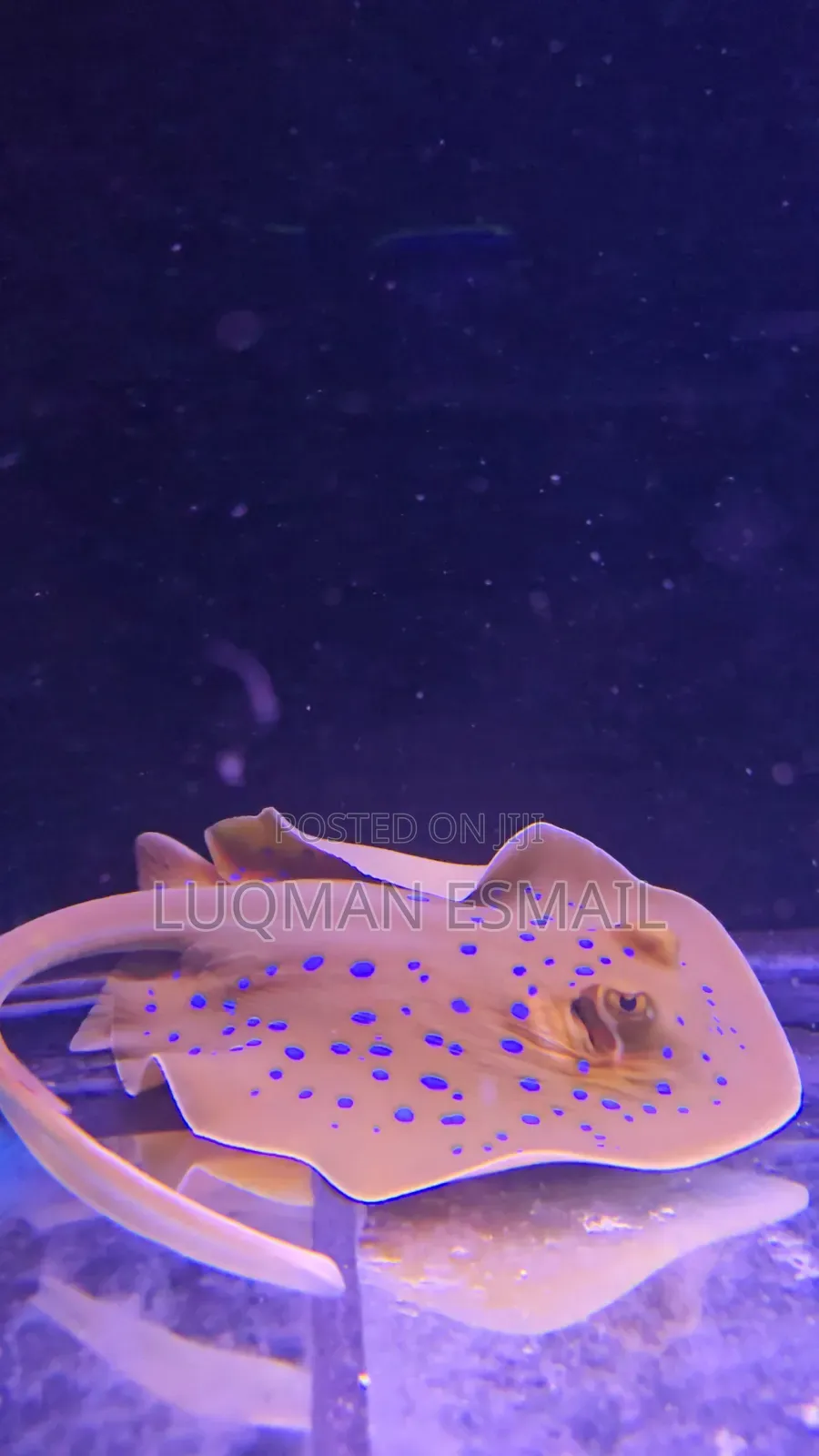 Blue Spotted Ray