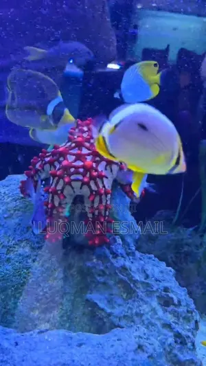 Saddle Butterflyfish