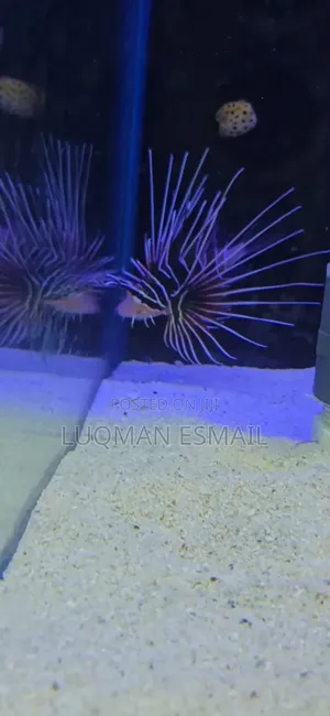 Lion Fishes