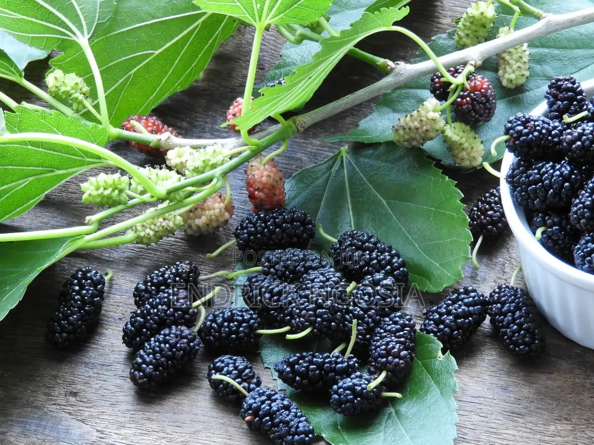Mulberry Seedling