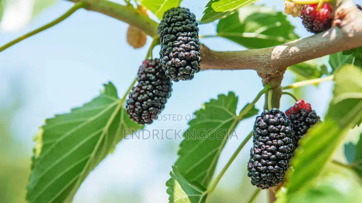 Mulberry Seedling