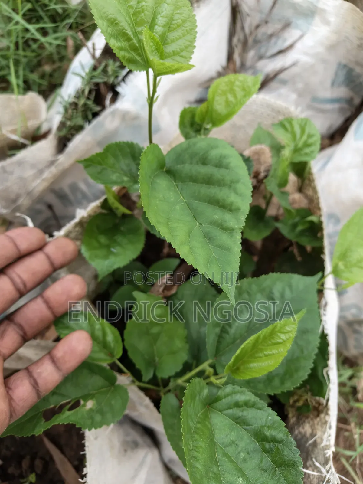 Mulberry Seedling
