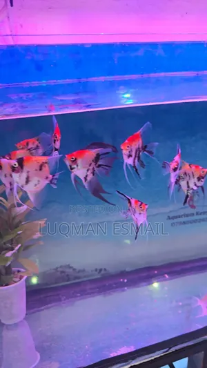 Red Devil Angel Fish