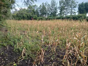0.15ha (3/8 Acre) Touching Matasia-Merisho Tarmac, Karen-View