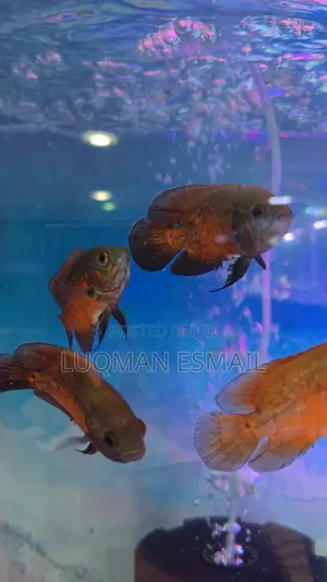 Oscars Cichlid