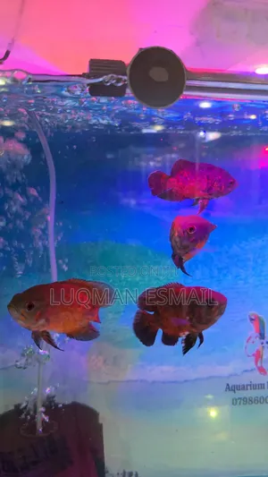 Copper Oscars